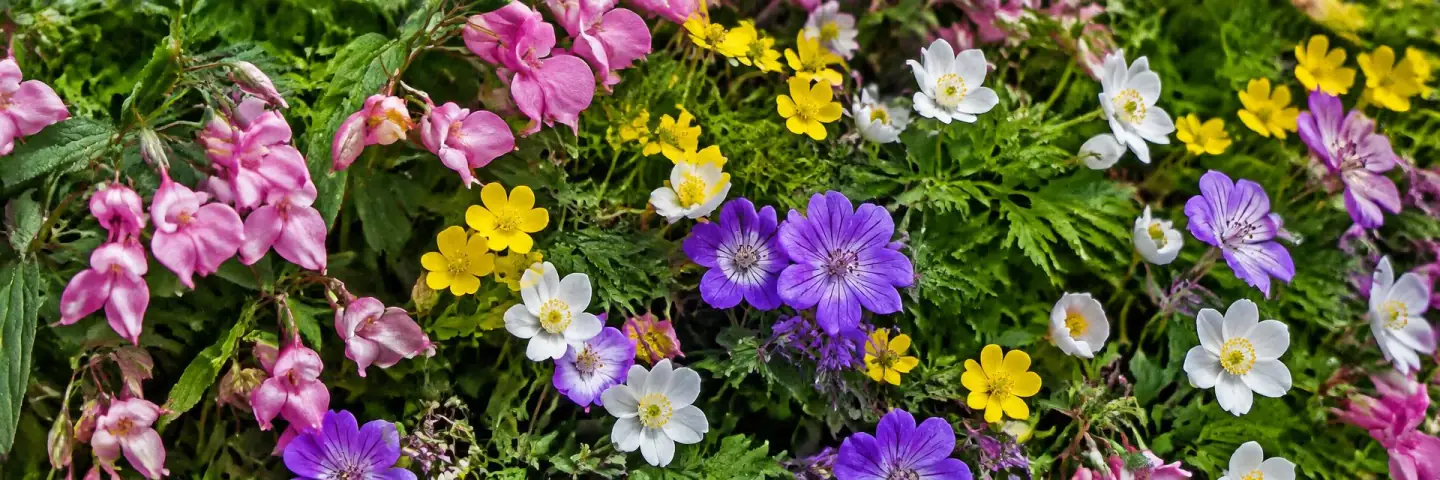 Himalayan balsam, geraniums, anemones and cinquefoil