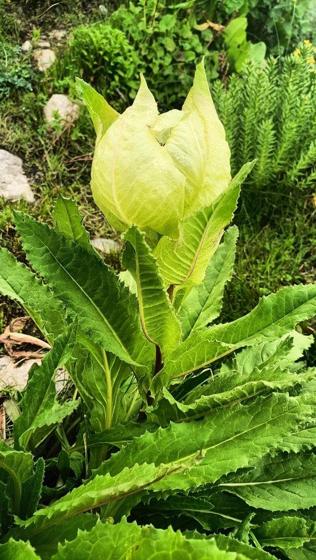 Brahma Kamal (Saussurea obvallata)