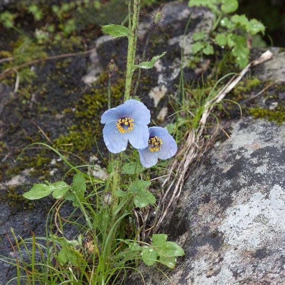 Himalayan Blue Poppy (Meconopsis aculeata)